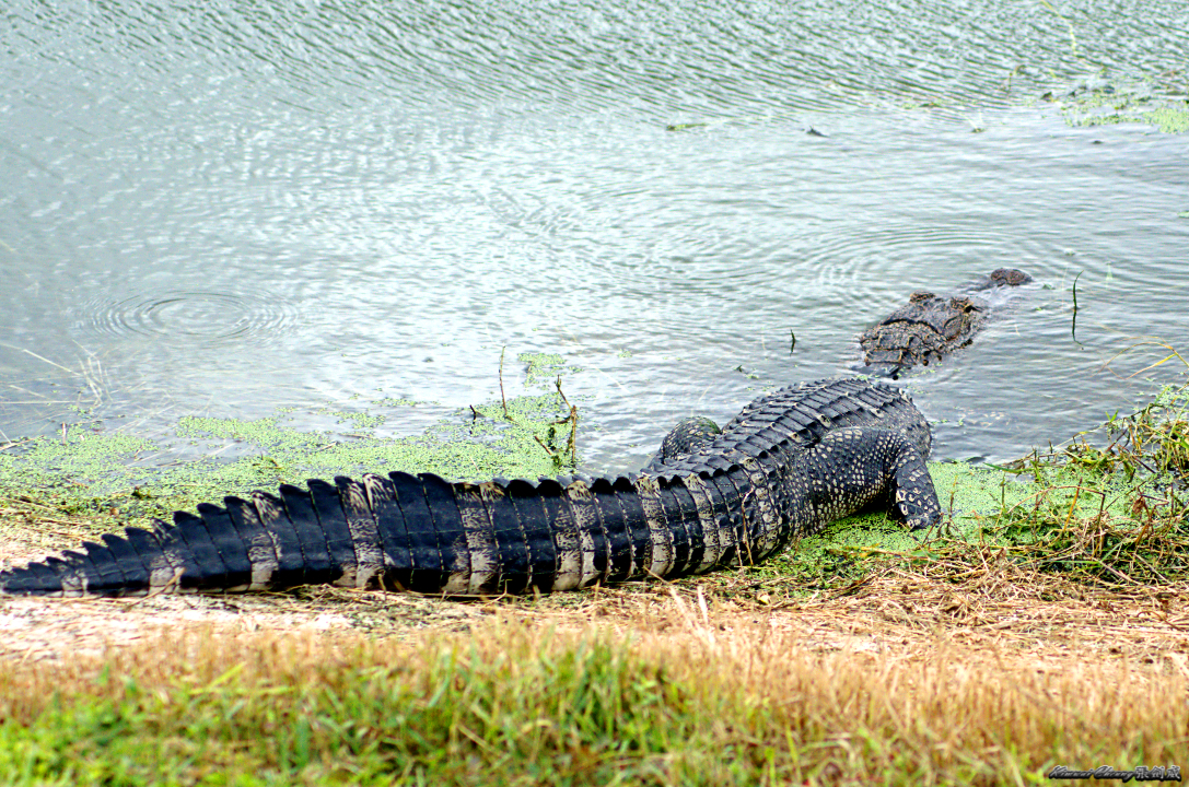 Florida Alligator Tail DSC_7342.jpg