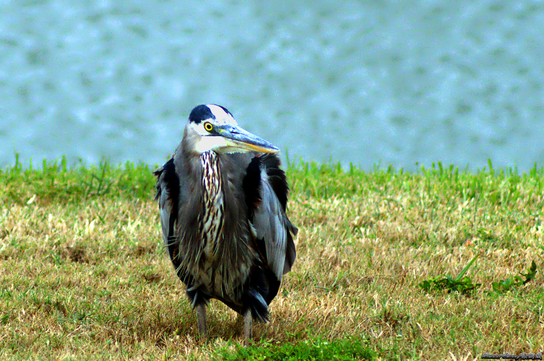 Florida Aligator Neighbour DSC_7323.jpg