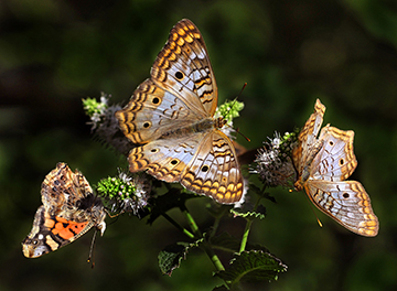 G-Three brown Butterfly.jpg
