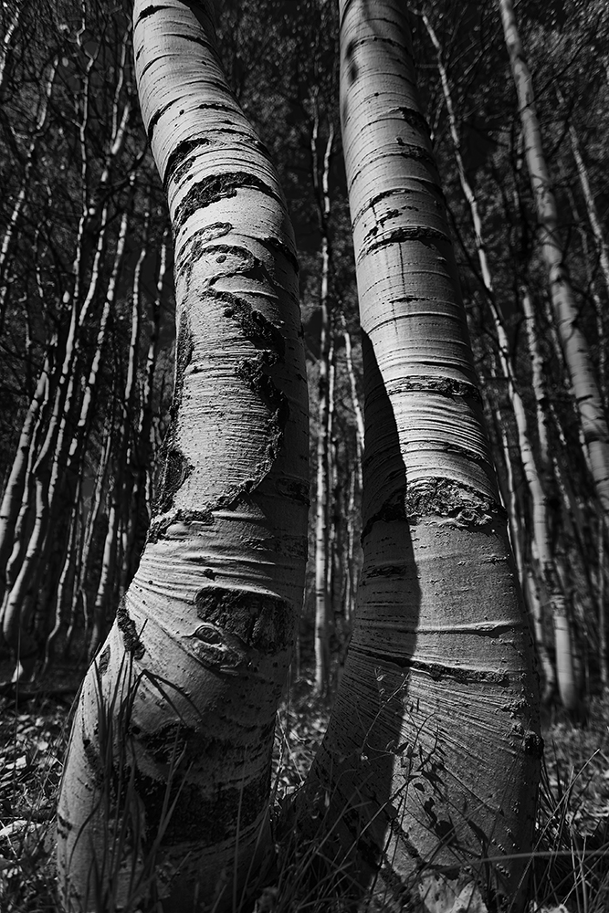 Aspen Fall Foliage 401-Edit-Edit-Edit-Edit.jpg