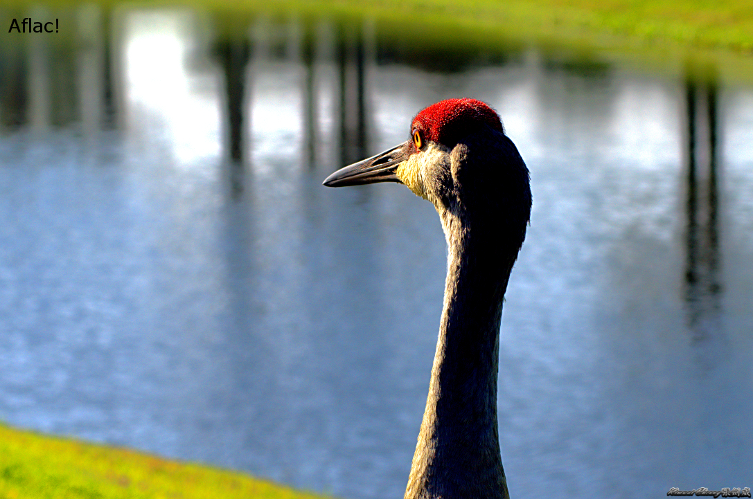 Florida DSC_0527.jpg