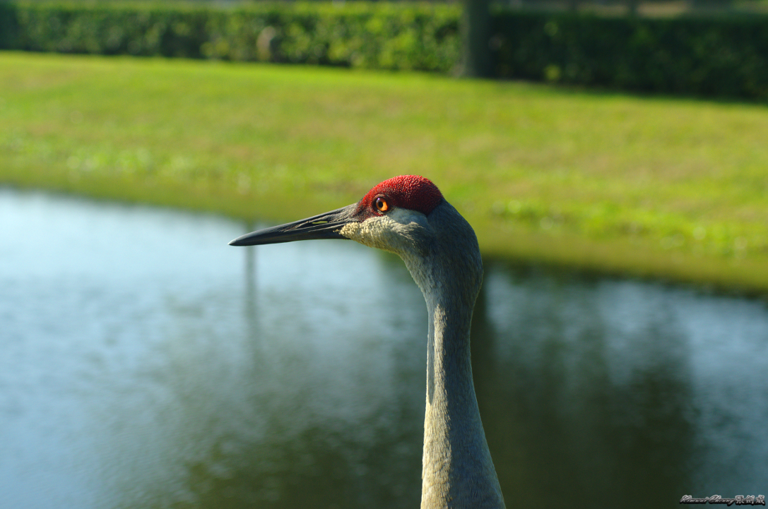 Florida DSC_0525.jpg