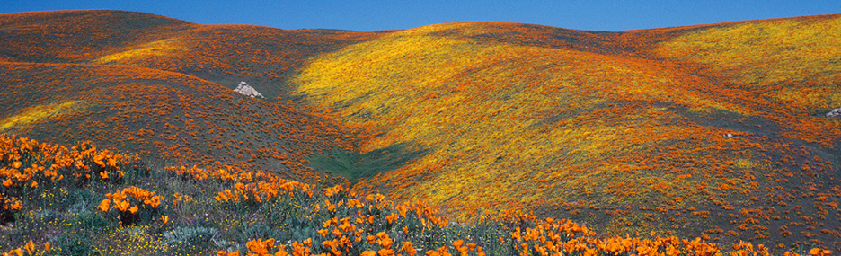 Antelope_Valley_Poppy_Res.jpg