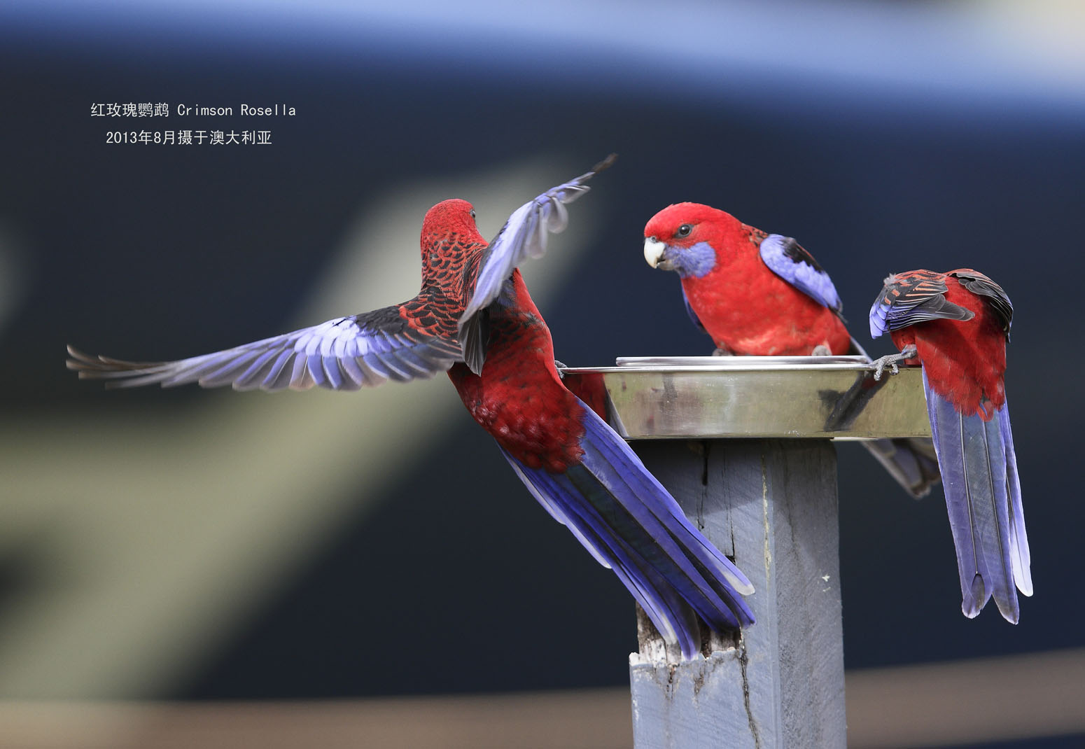 5_MG_1897红玫瑰鹦鹉 Crimson Rosella .jpg