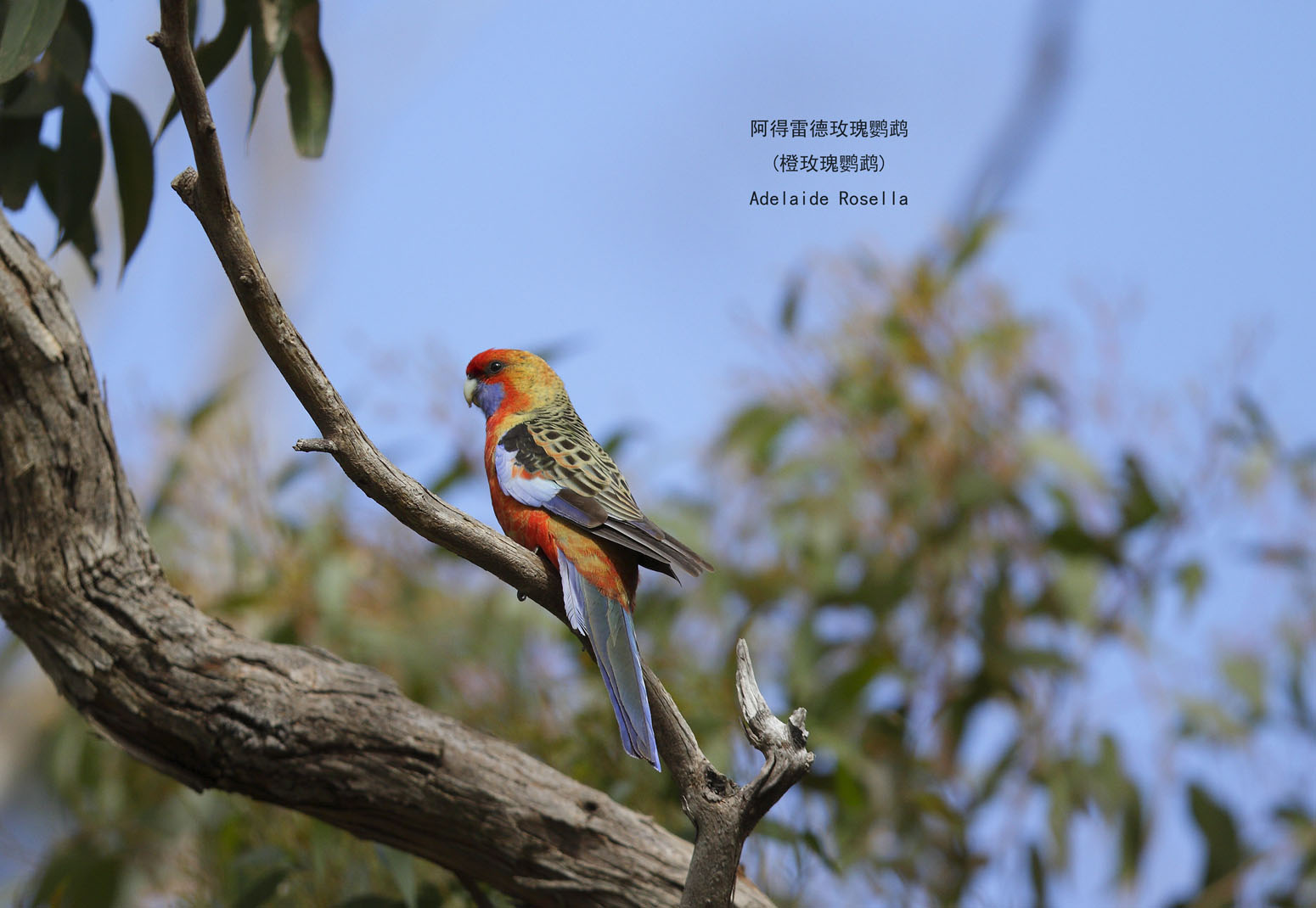 6_MG_5418 橙玫瑰鹦鹉 Adelaide Rosella .jpg