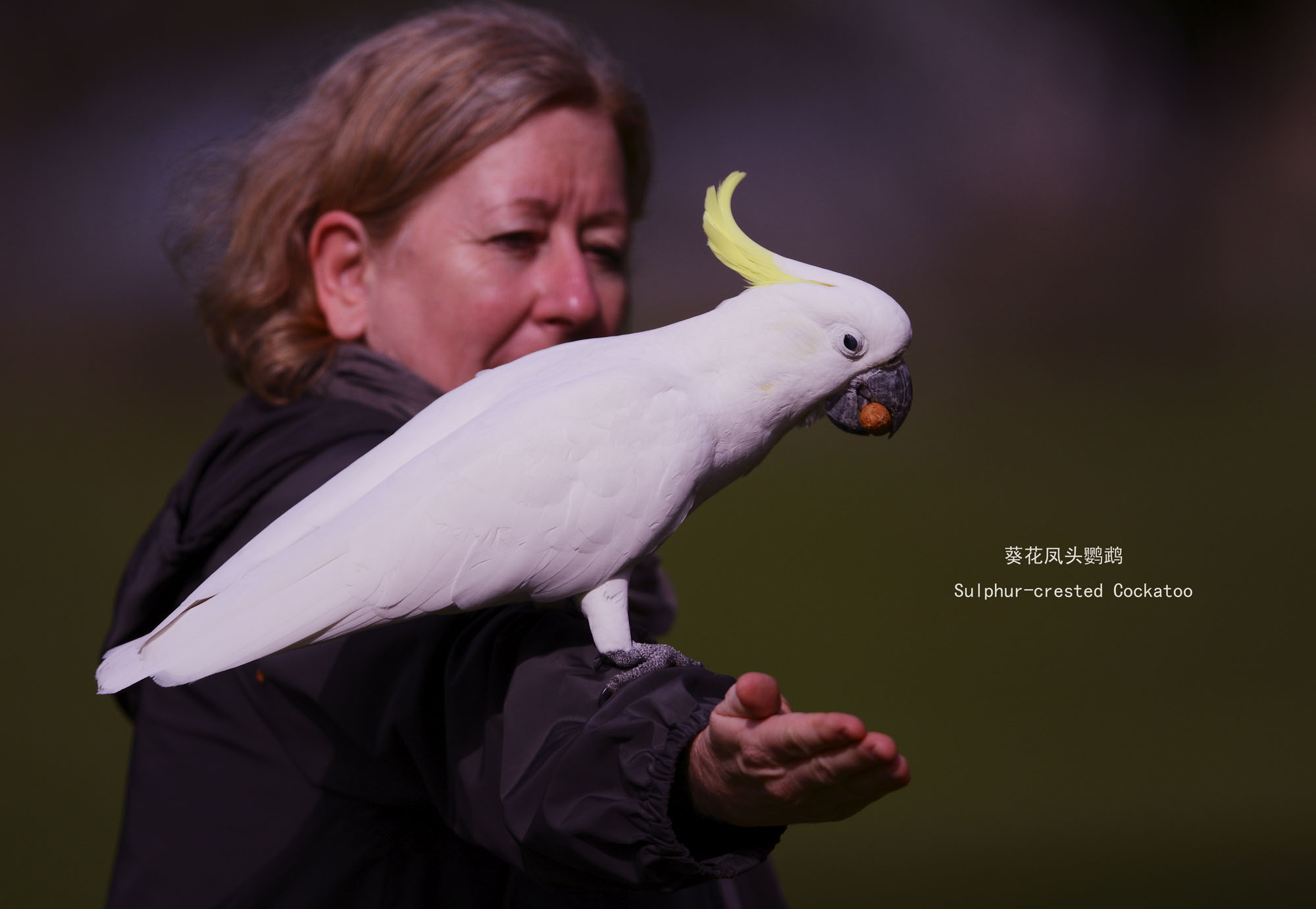 9_MG_3100葵花鹦鹉Sulphur-crested Cockatoo.jpg