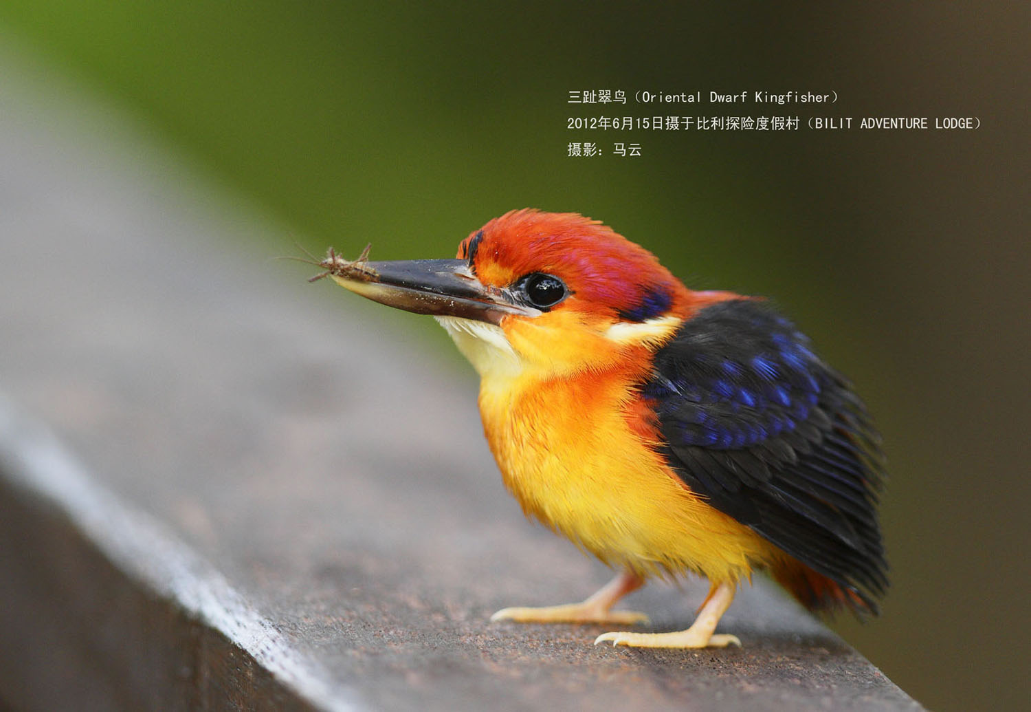 06_MG_8887 三趾翠鸟 ORIENTAL DWARF KINGFISHER A3 .jpg