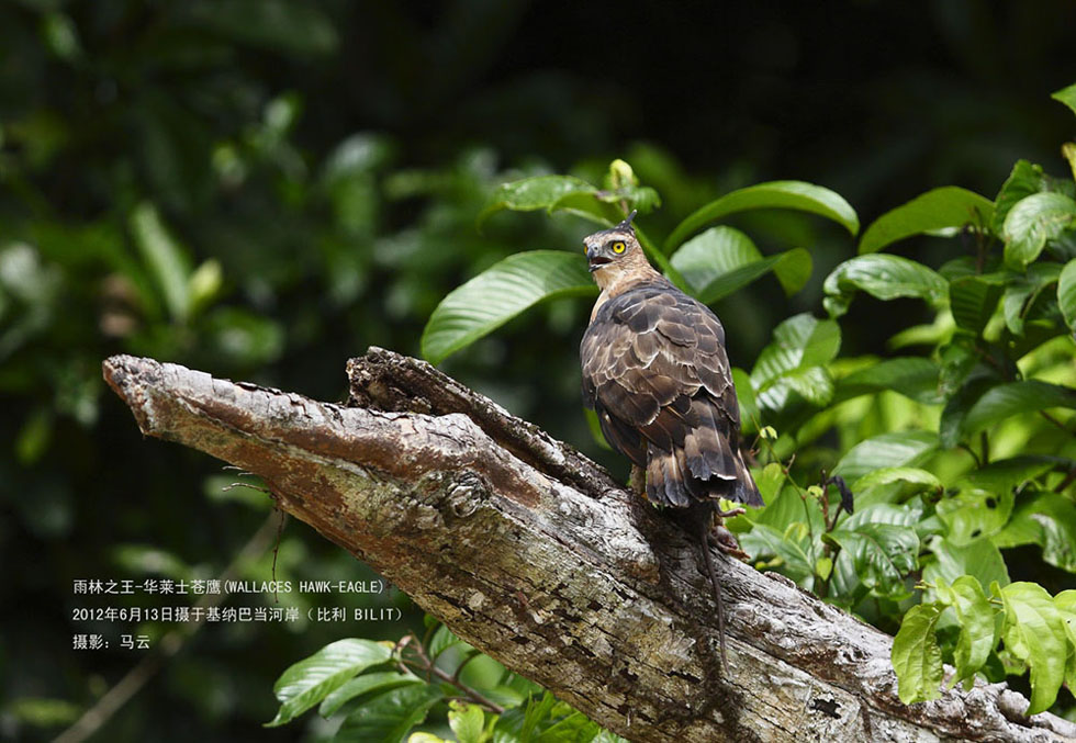 12_MG_3508 华莱士苍鹰 WALLACES HAWK-EAGLE A3 .jpg