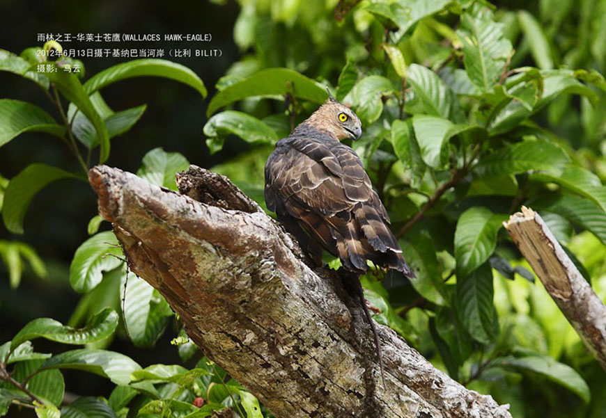 13_MG_3486 华莱士苍鹰 WALLACES HAWK-EAGLE A3 .jpg