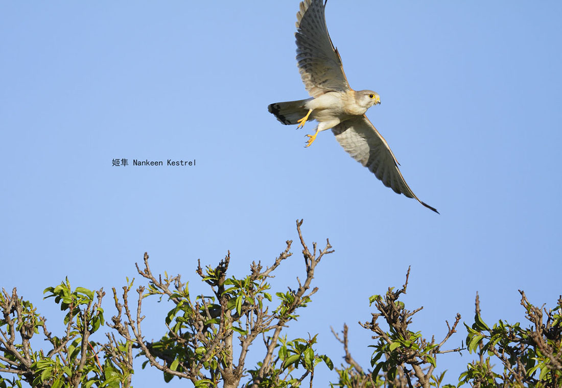 20_MG_2222姬隼 Nankeen Kestrel .jpg