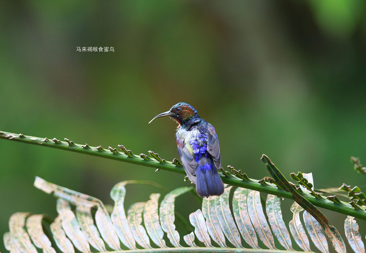 21_MG_9066马来褐喉食蜜鸟.jpg