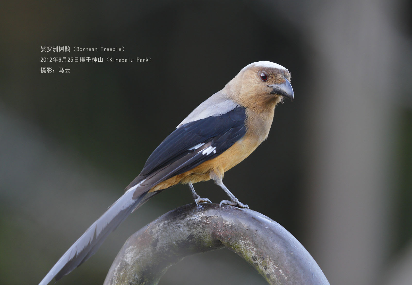 22_MG_5986 加里曼丹树鹊 BORNEAN TREEPIE A3 .jpg