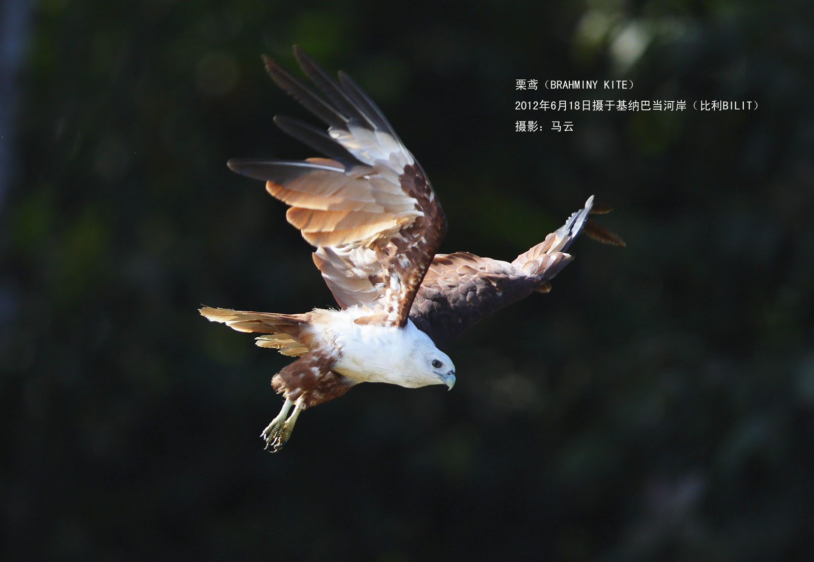 23_MG_8123 栗鸢 BRAHMINY KITE A3 .jpg