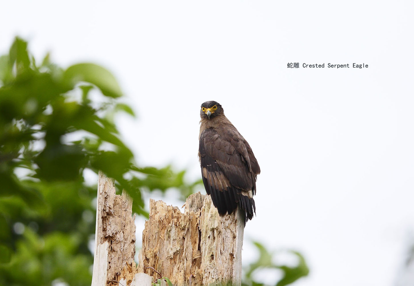 26_MG_3070 蛇雕 Crested Serpent Eagle .jpg