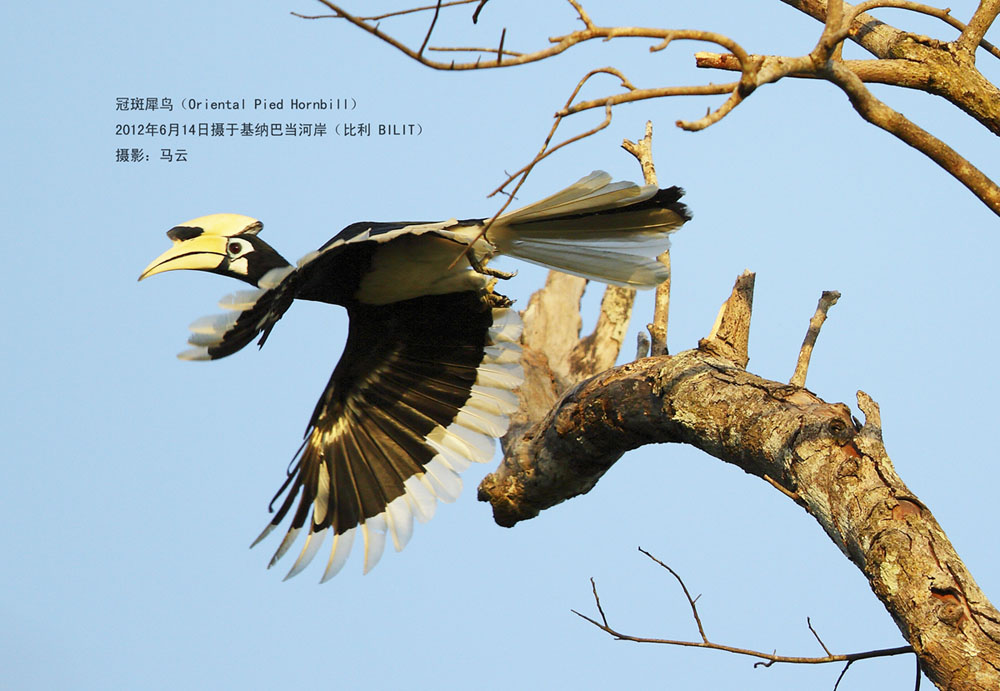 29_MG_7366 冠斑犀鸟 ORIENTAL PIED HORNBILL A3 .jpg