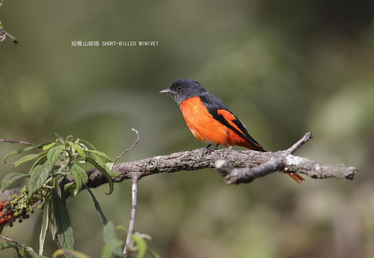 35_MG_5264 短嘴山椒雄 SHORT-BILLED MINIVET .jpg