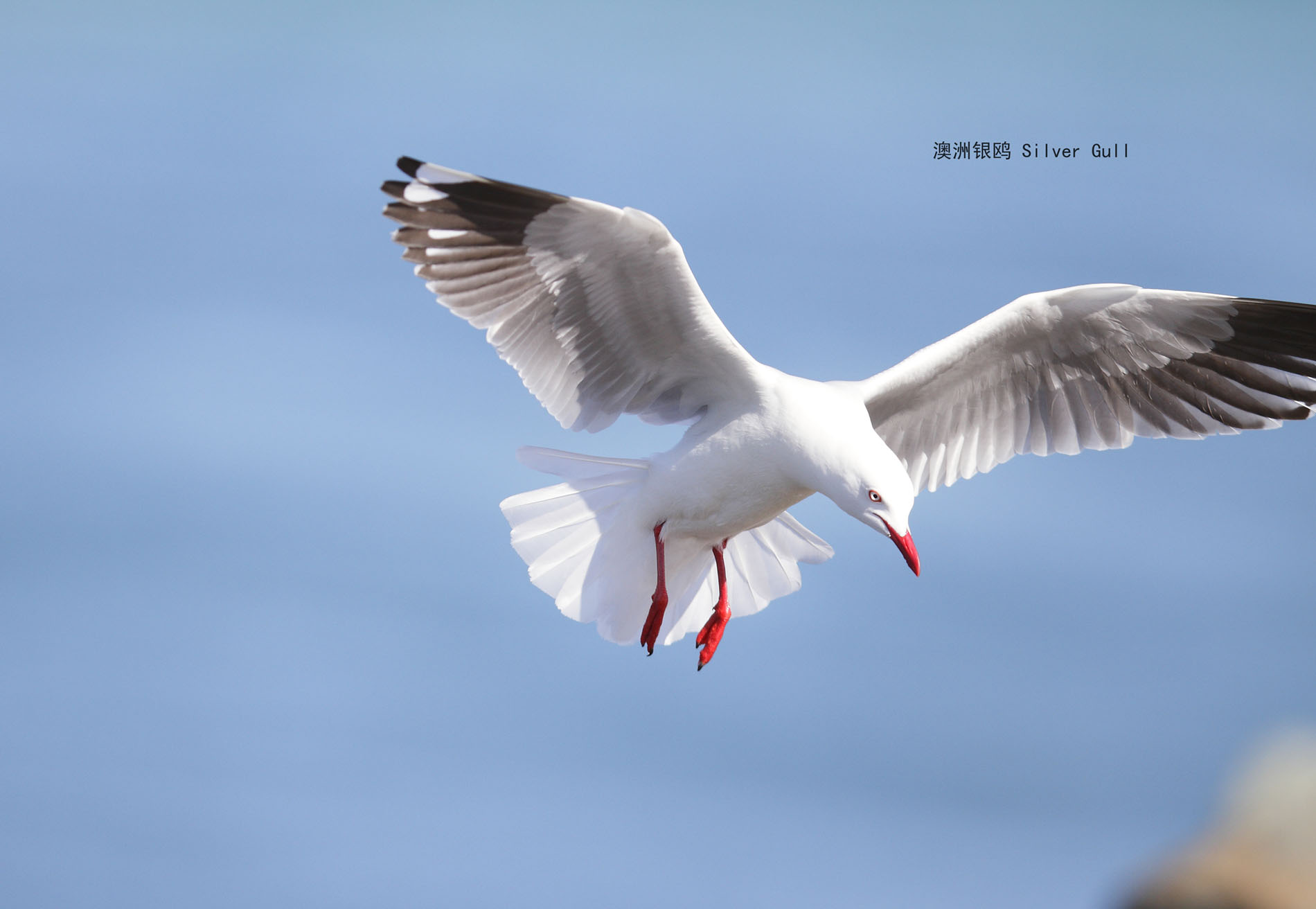 38_MG_8053澳洲银鸥 Silver Gull .jpg