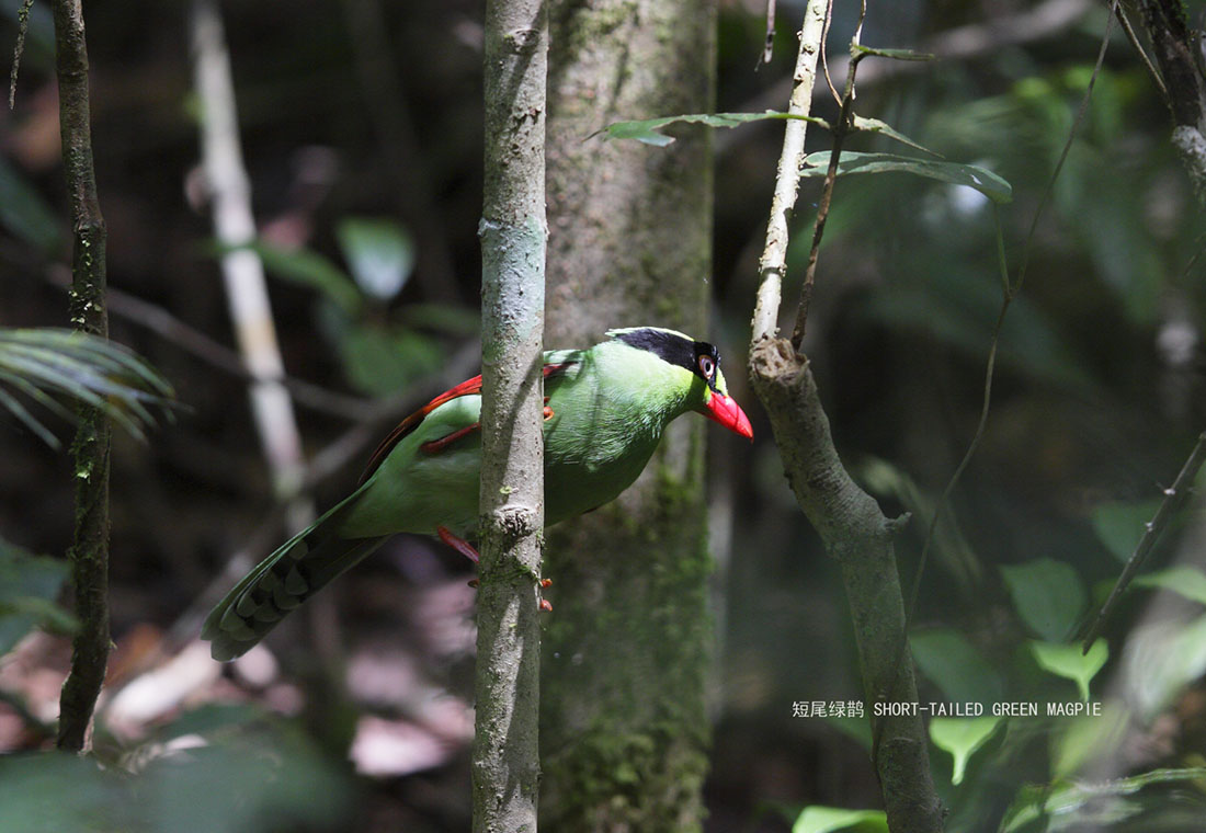 40_MG_6035 短尾绿鹊 SHORT-TAILED GREEN MAGPIE .jpg