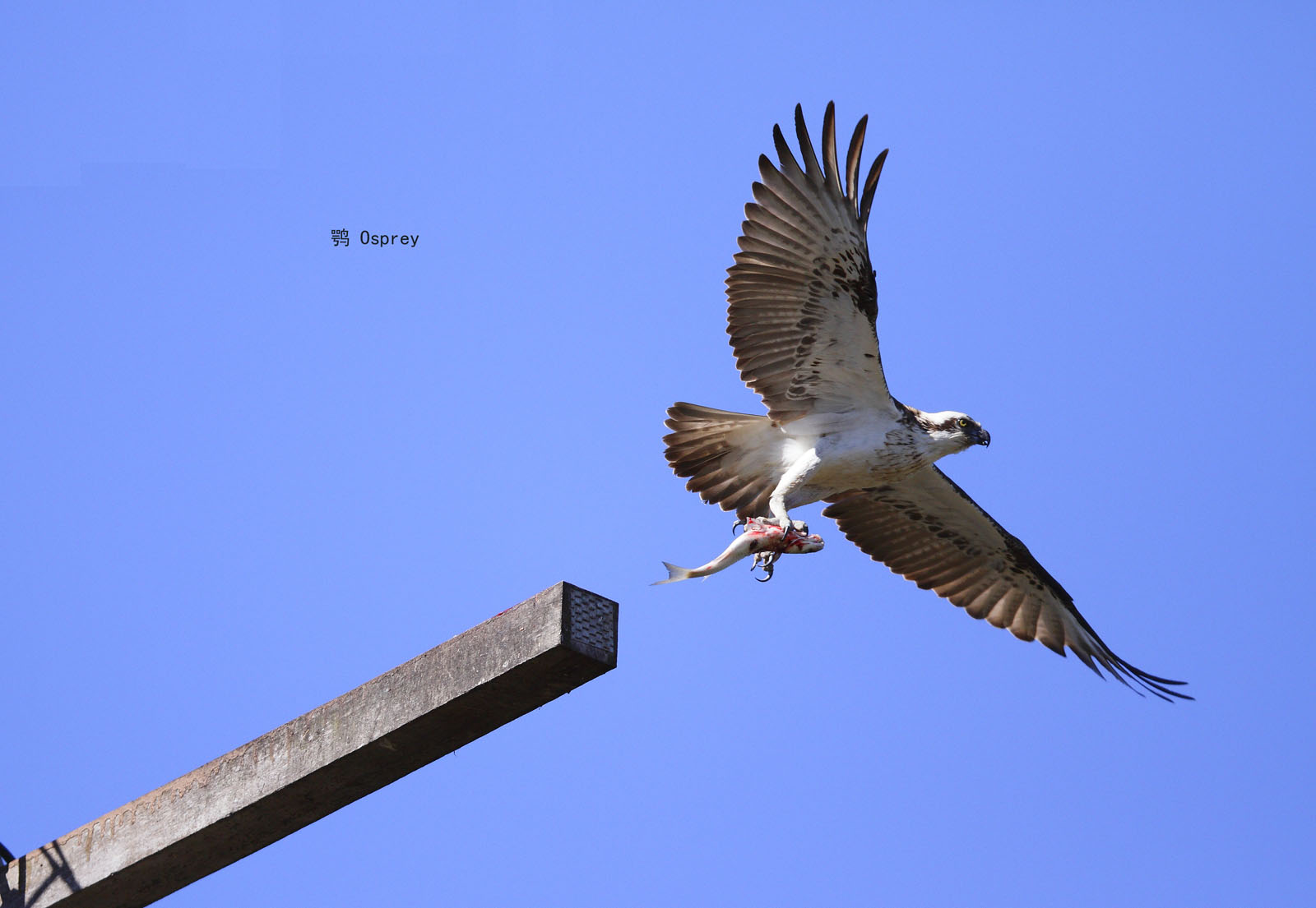 41_MG_9200 鹗 Osprey .jpg