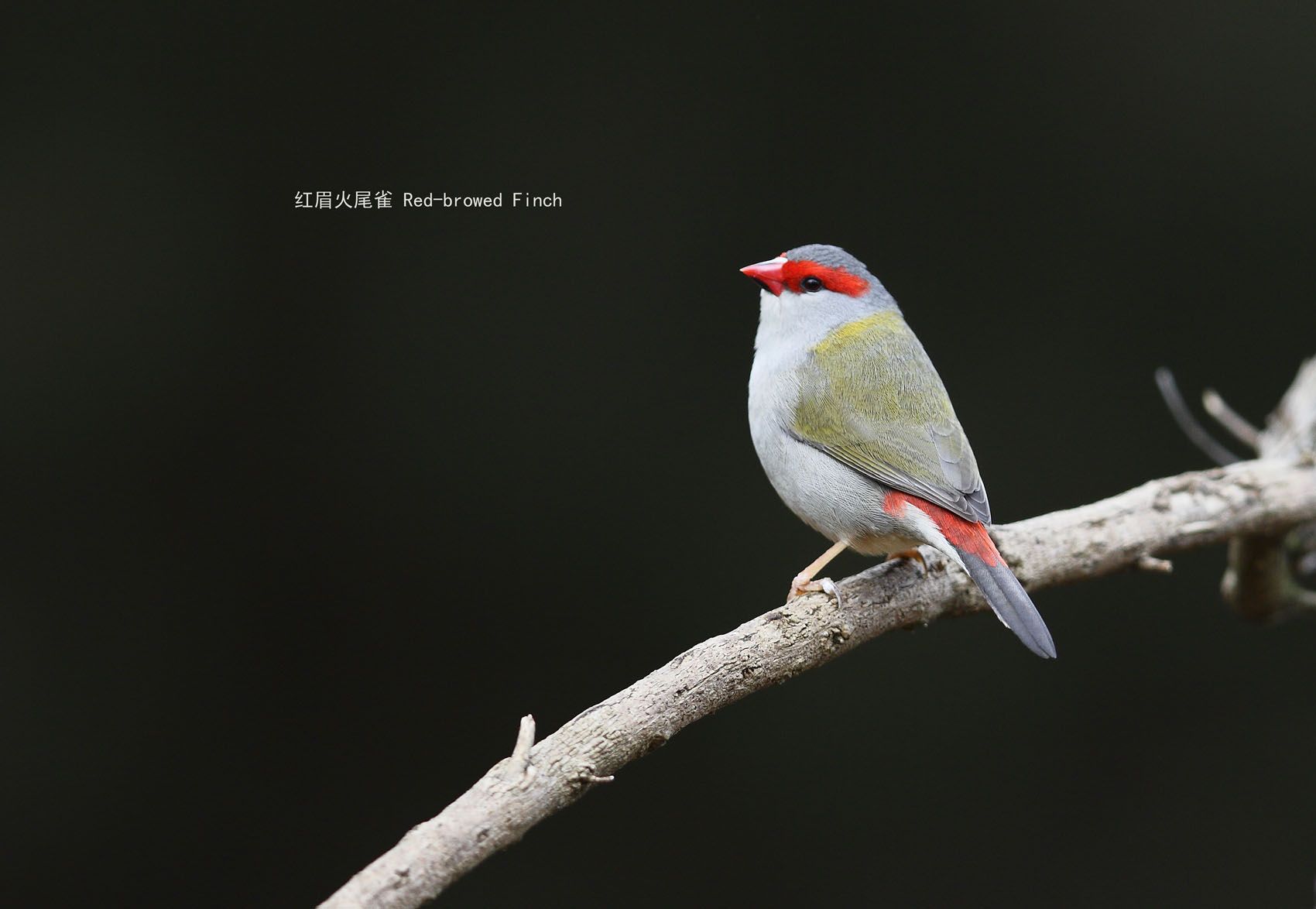 44_MG_4952 红眉火尾雀 Red-browed Finch .jpg