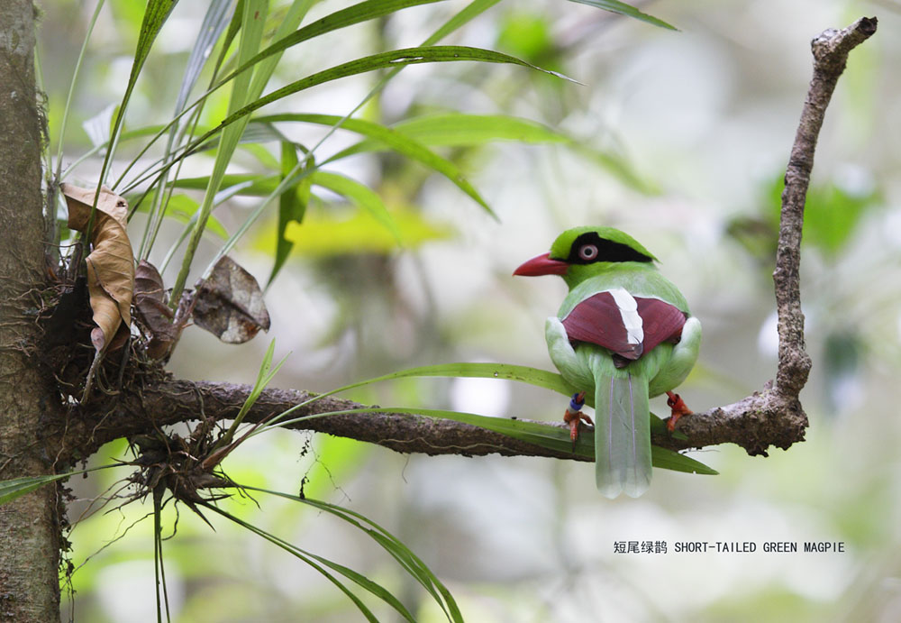 41_MG_6133 短尾绿鹊 SHORT-TAILED GREEN MAGPIE .jpg