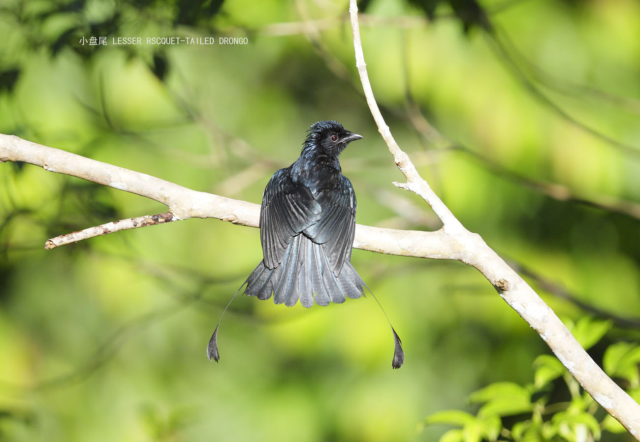 44_MG_7394 小盘尾 LESSER RSCQUET-TAILED DRONGO.jpg