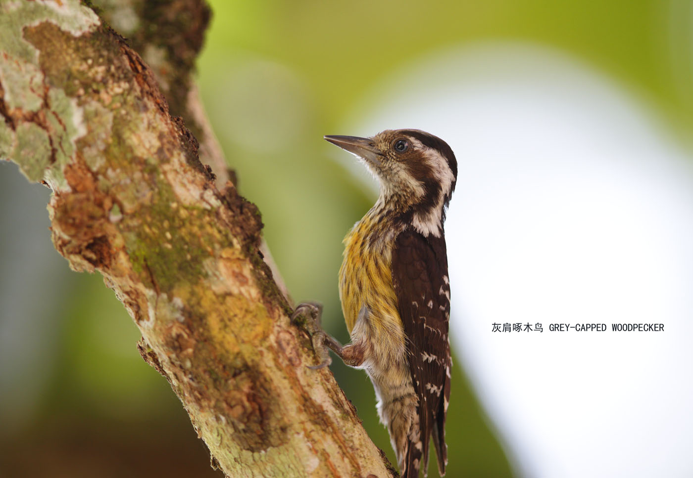 45_MG_5603 灰肩啄木鸟 GREY-CAPPED WOODPECKER .jpg