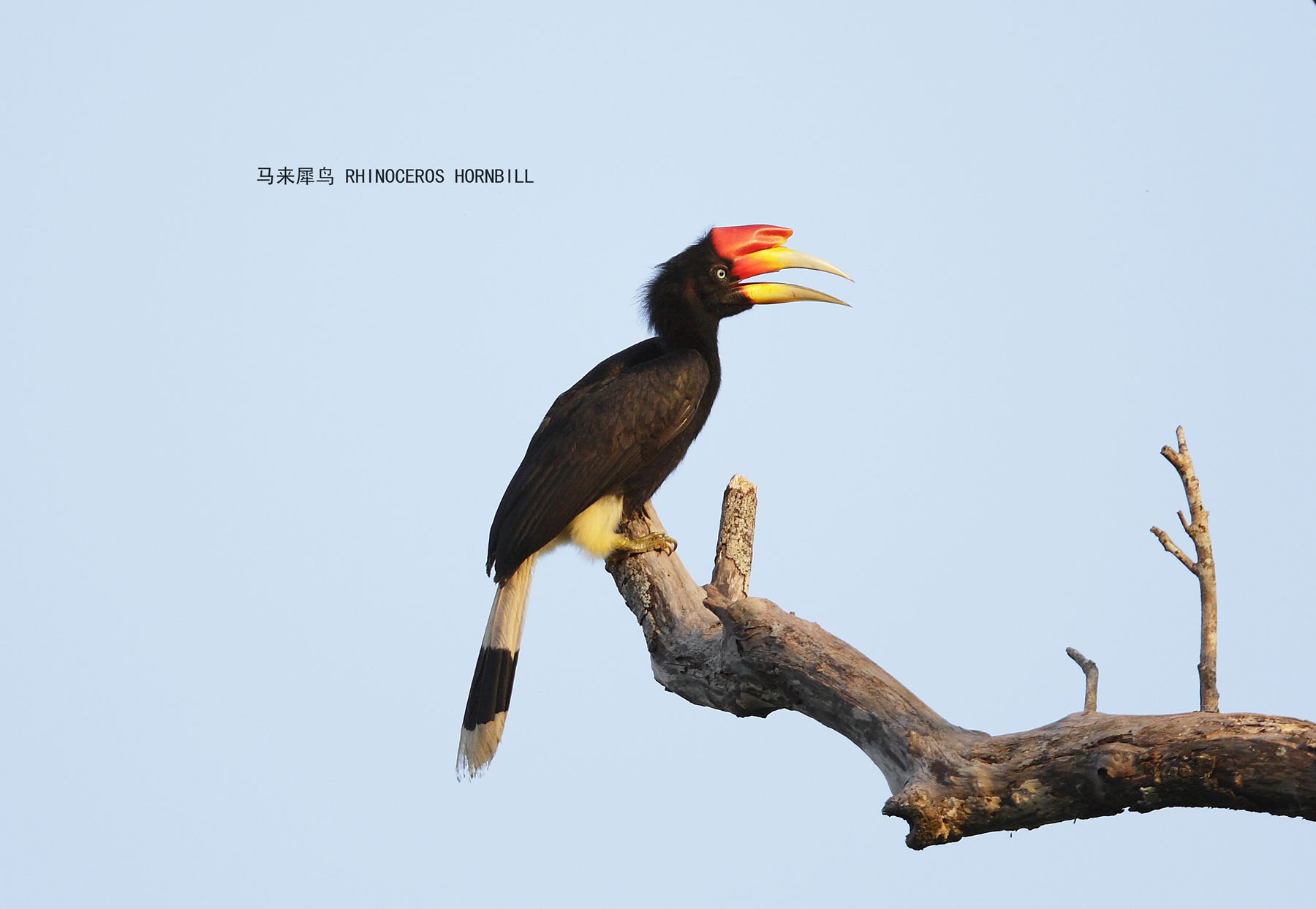 48_MG_7678 马来犀鸟 RHINOCEROS HORNBILL .jpg