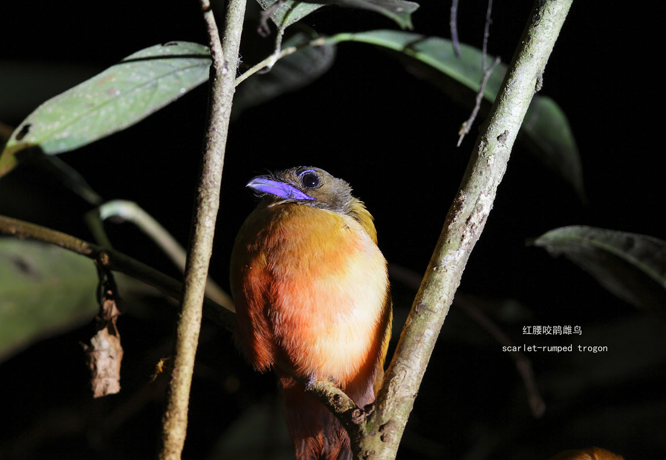 50_MG_1188 红腰咬鹃雌鸟 scarlet-rumped trogon .jpg