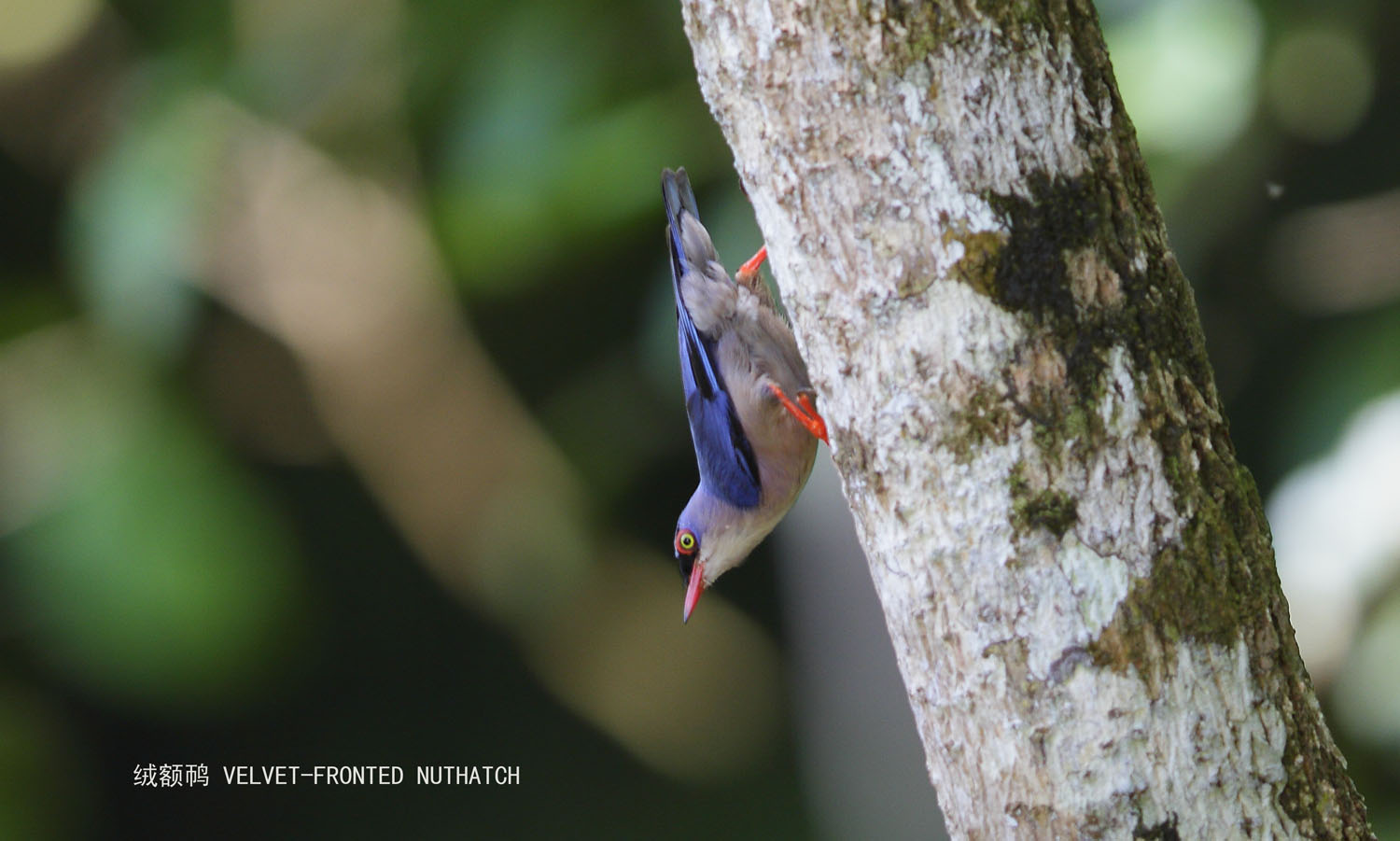 51_MG_7955 绒额 VELVET-FRONTED NUTHATCH.jpg