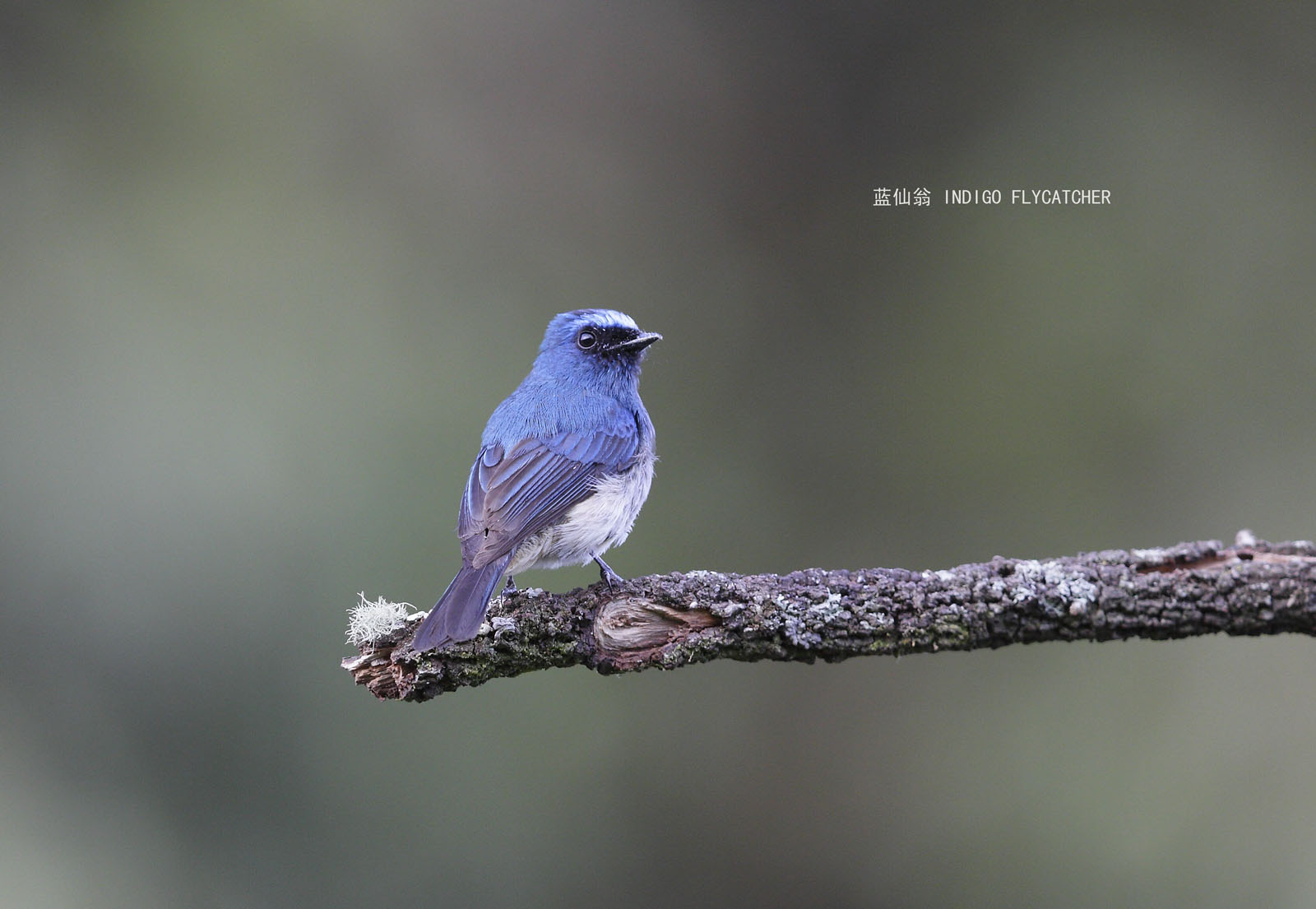 59_MG_4551 蓝仙翁 INDIGO FLYCATCHER  .jpg