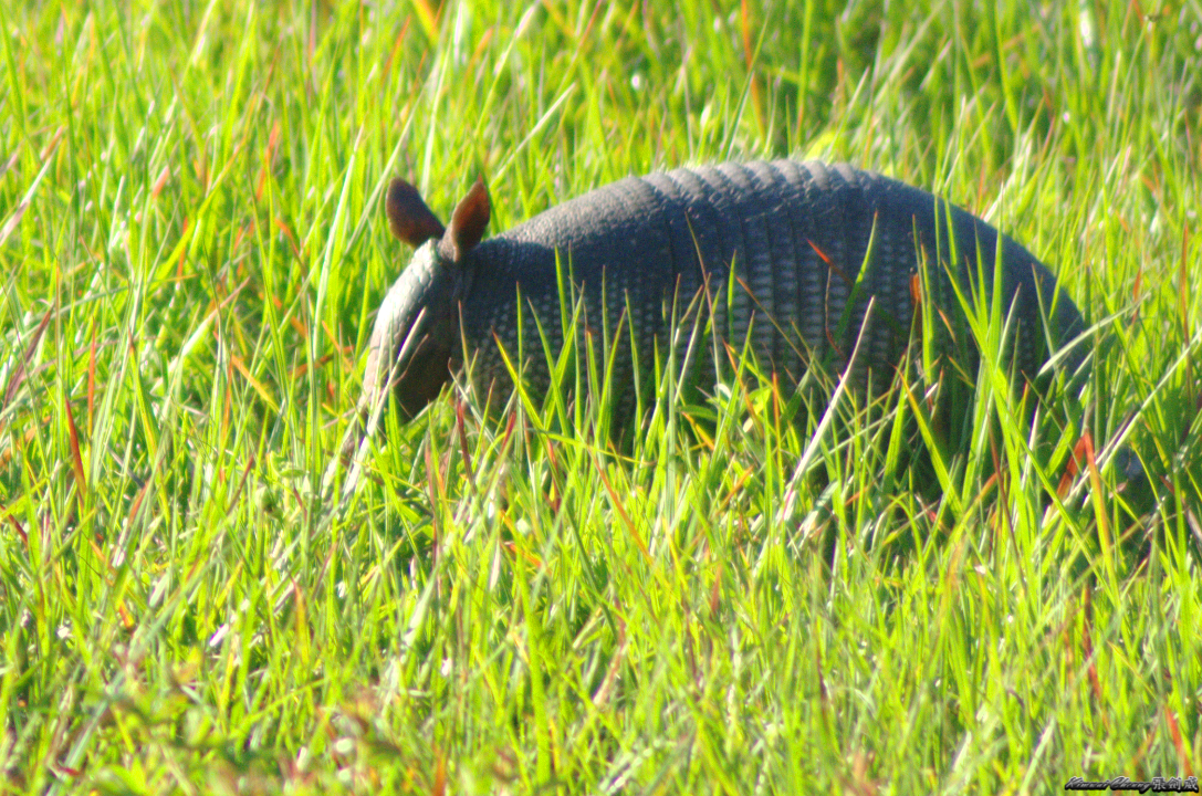 Florida Aligator Neighbour DSC_2360.jpg