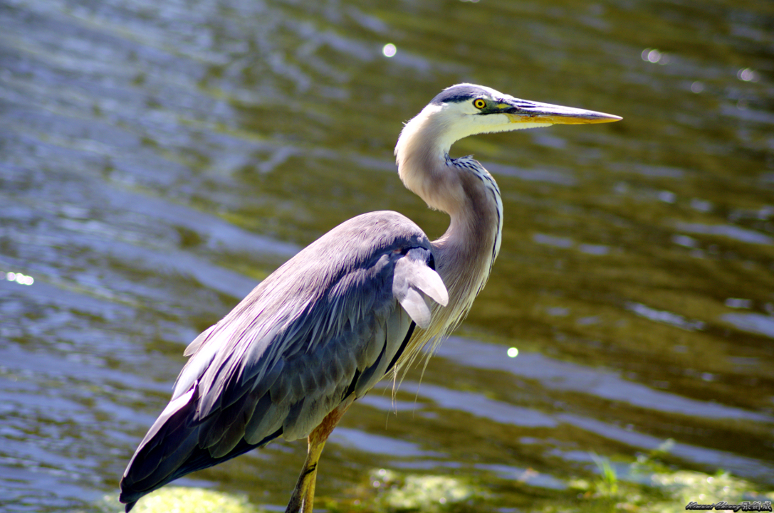 Florida Aligator Neighbour DSC_2209.jpg