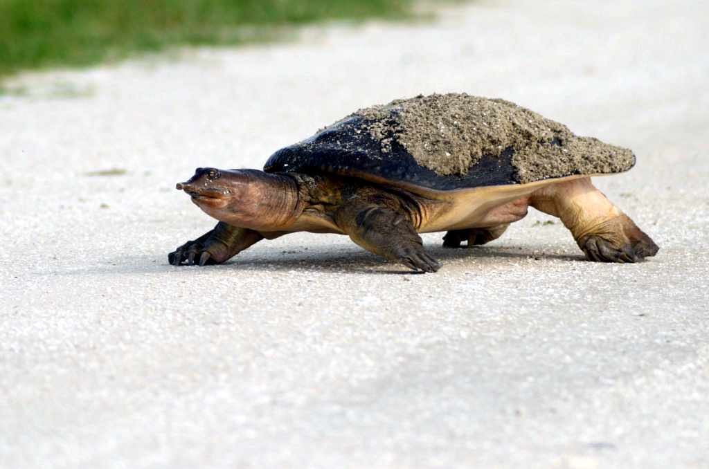 Turtle DSC_3610.JPG