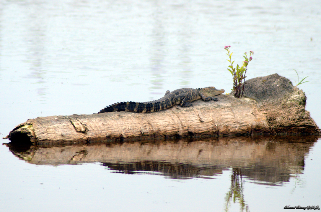 Florida Aligator Neighbour DSC_3814.jpg