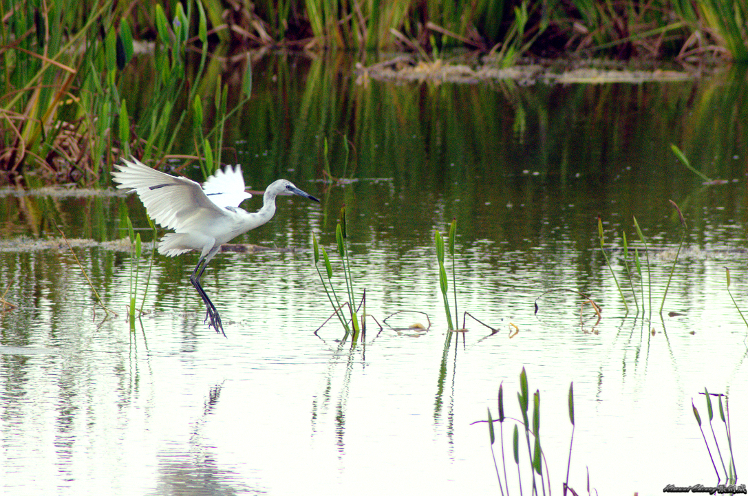 Florida Aligator Neighbour DSC_3278.jpg