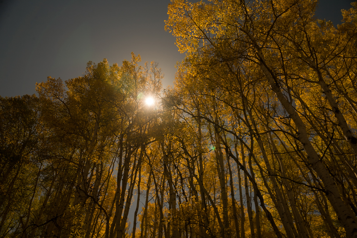 Aspen Fall Foliage 344-Edit.jpg