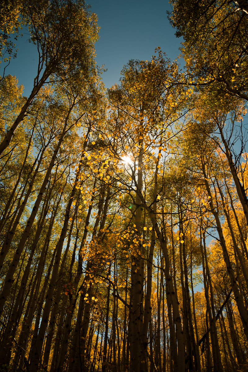 Aspen Fall Foliage 350-Edit.jpg