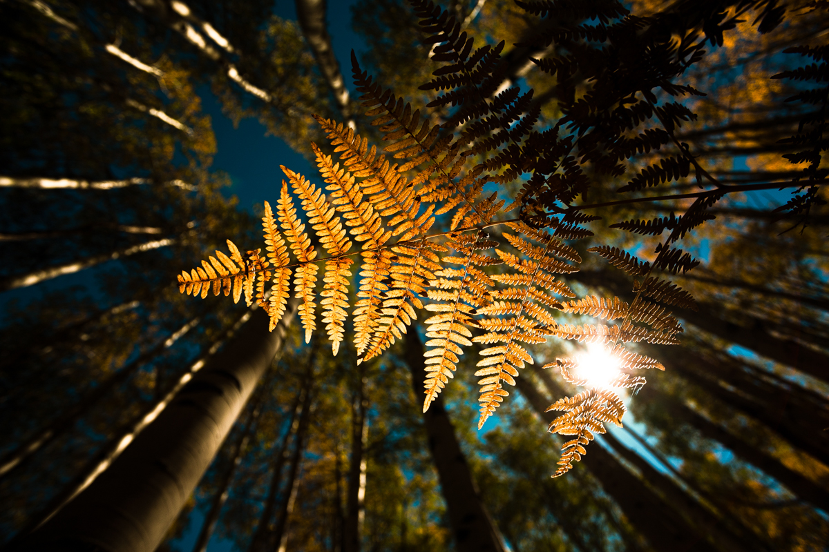 Aspen Fall Foliage 386-Edit.jpg