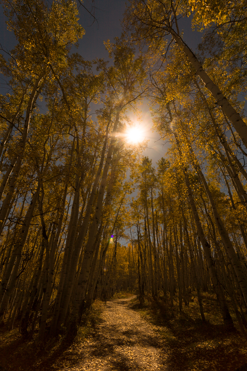 Aspen Fall Foliage 390-Edit.jpg