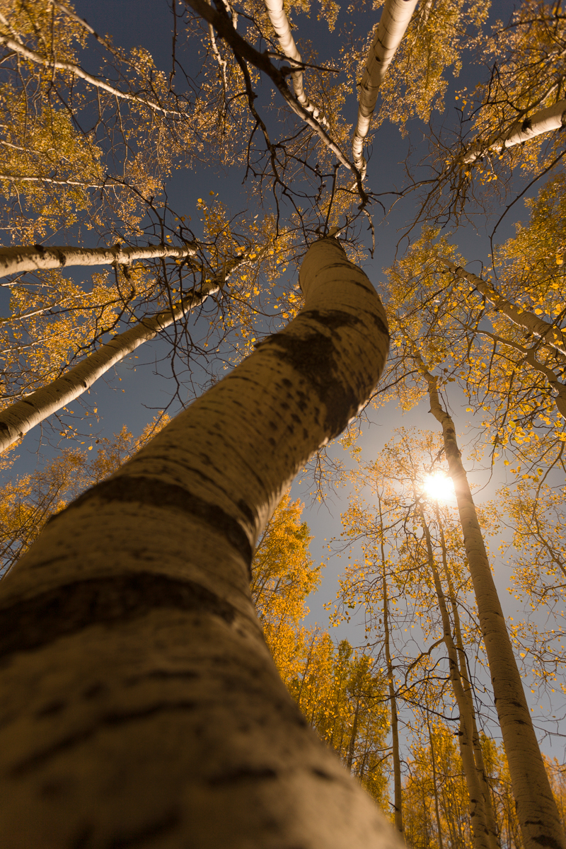 Aspen Fall Foliage 418-Edit.jpg