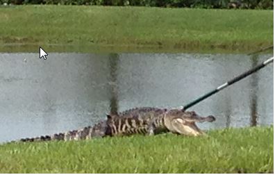 2014-10-06 13_30_15 Bye Aligator.jpg