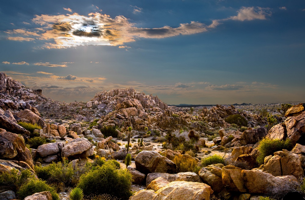 Joshua_Tree Unkown Place Small Size.jpg