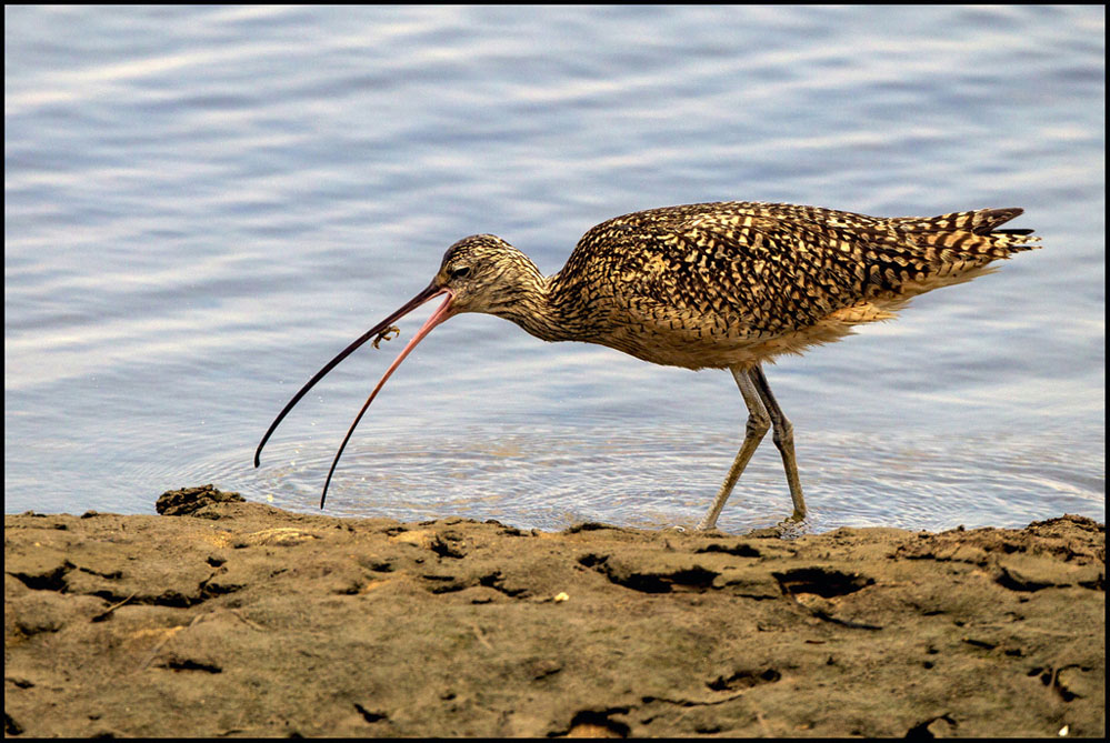 #1 DIGITAL COLOR ( Looking for food ) BENCAI GONG.jpg