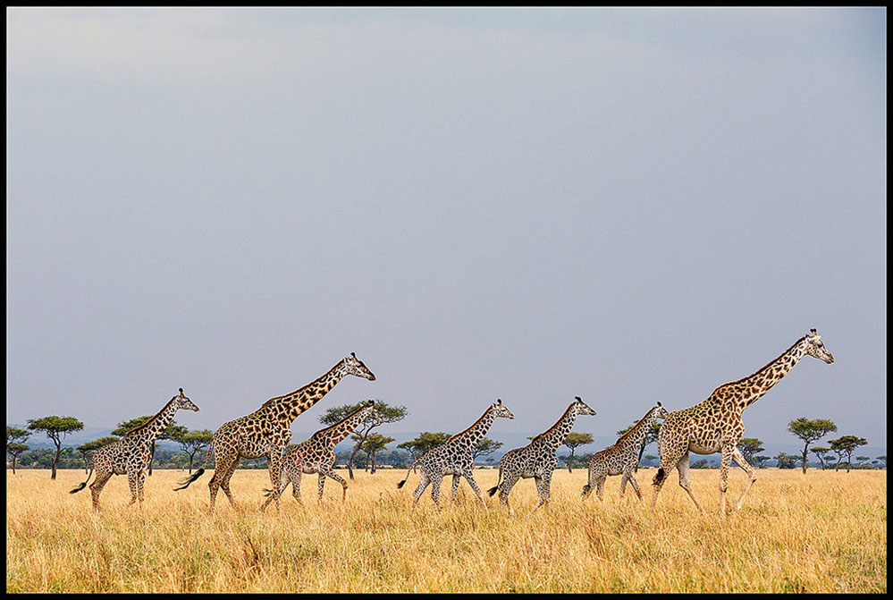 #9   NATURE ( BIG FAMILIES ) BENCAI GONG..jpg