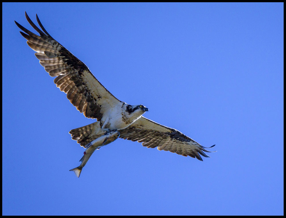 #11   NATURE ( CATCHING ) BENCAI GONG..jpg