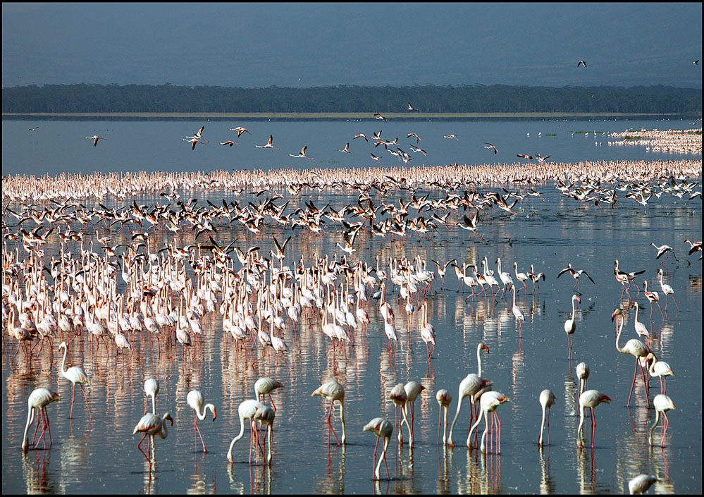 L4 Landscape 4 ( Flamingos Lake ) Bencai Gong.jpg