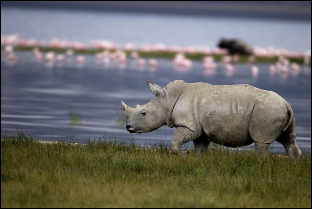 #21 African Wildlife ( ALONE ) BENCAI GONG.jpg