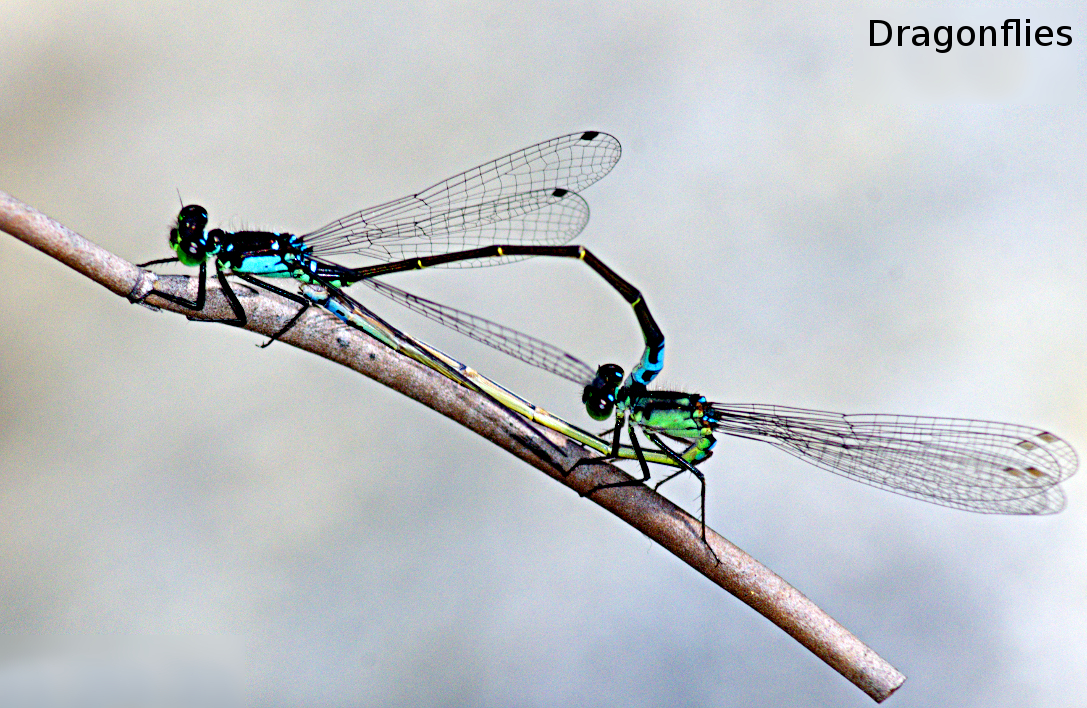 DragonFlies AT small.jpg