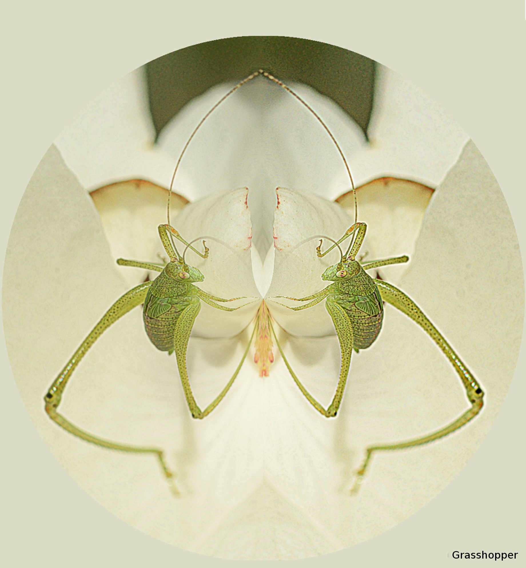 grasshopper-DSC_7395 16x20 AT small.jpg
